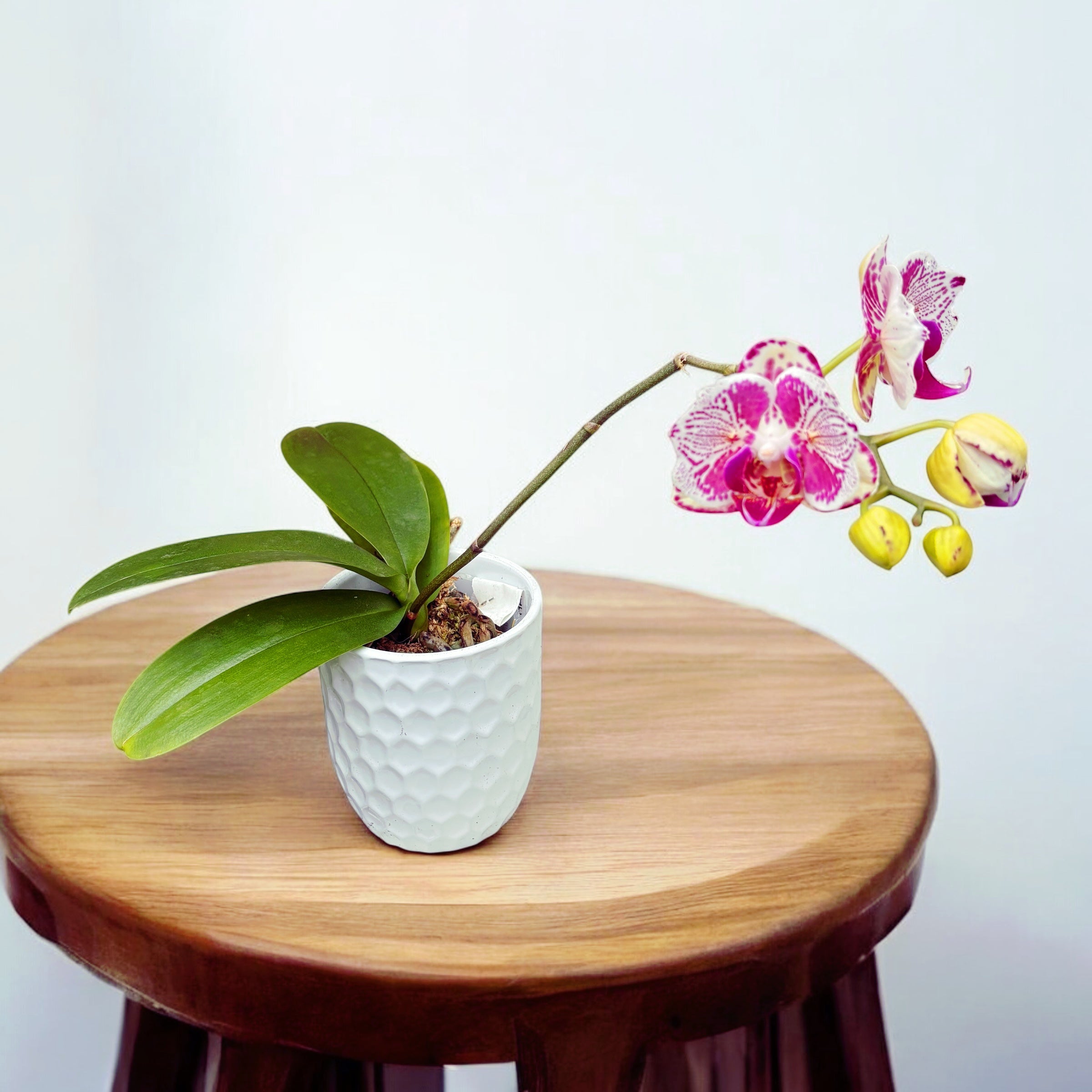 Phalaenopsis OX Madonna (pelorica)