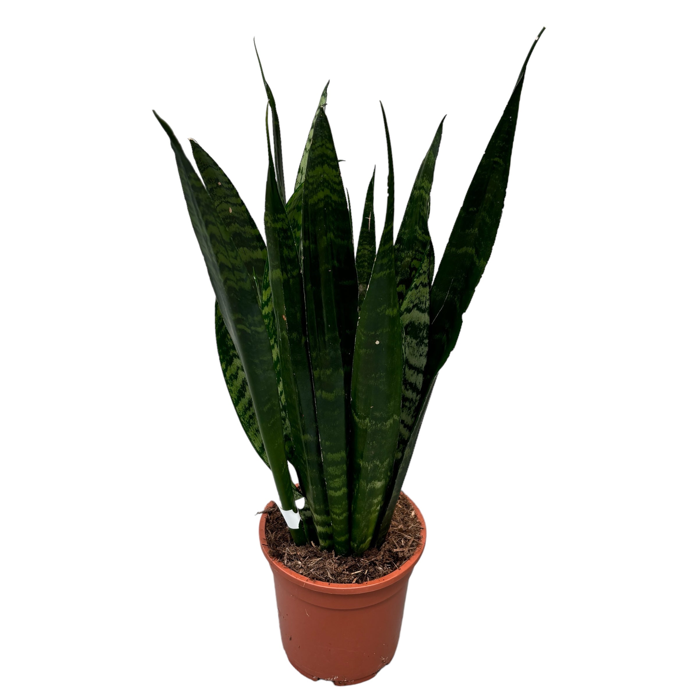 Sansevieria trifasciata ‘Black Coral’ D17