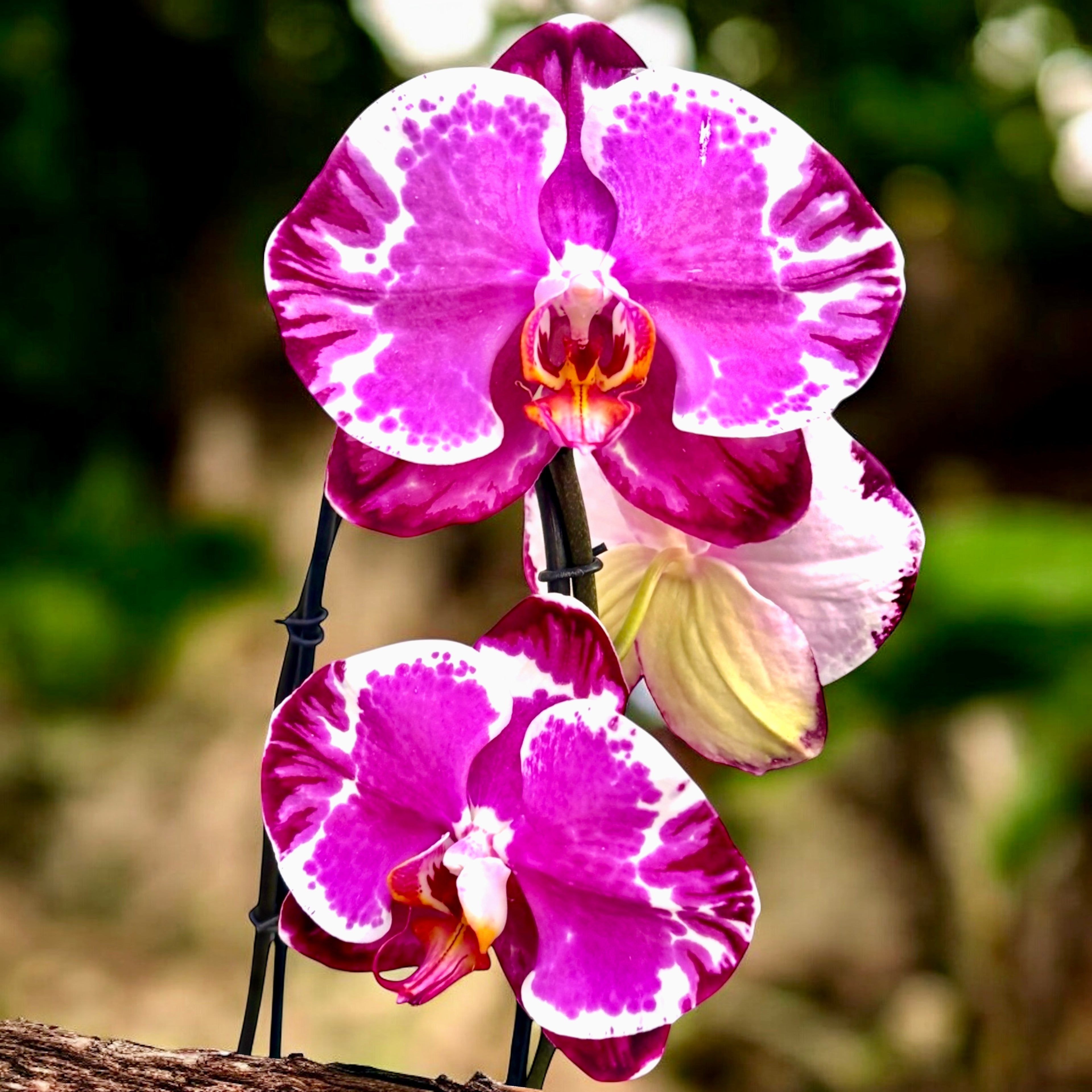 Phalaenopsis Sacrifice (flori XL)