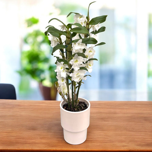 Dendrobium nobile Apollon (fragrant flowers)
