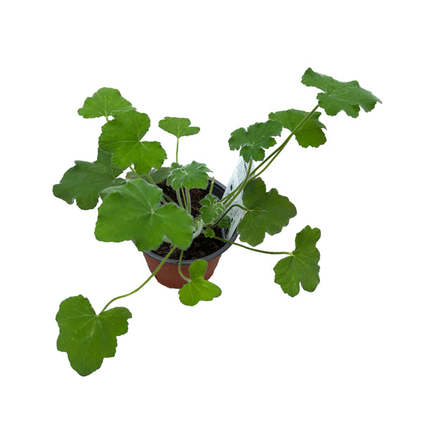 Muscate cu frunze parfumate - Pelargonium tomentosum (Peppermint Geranium)