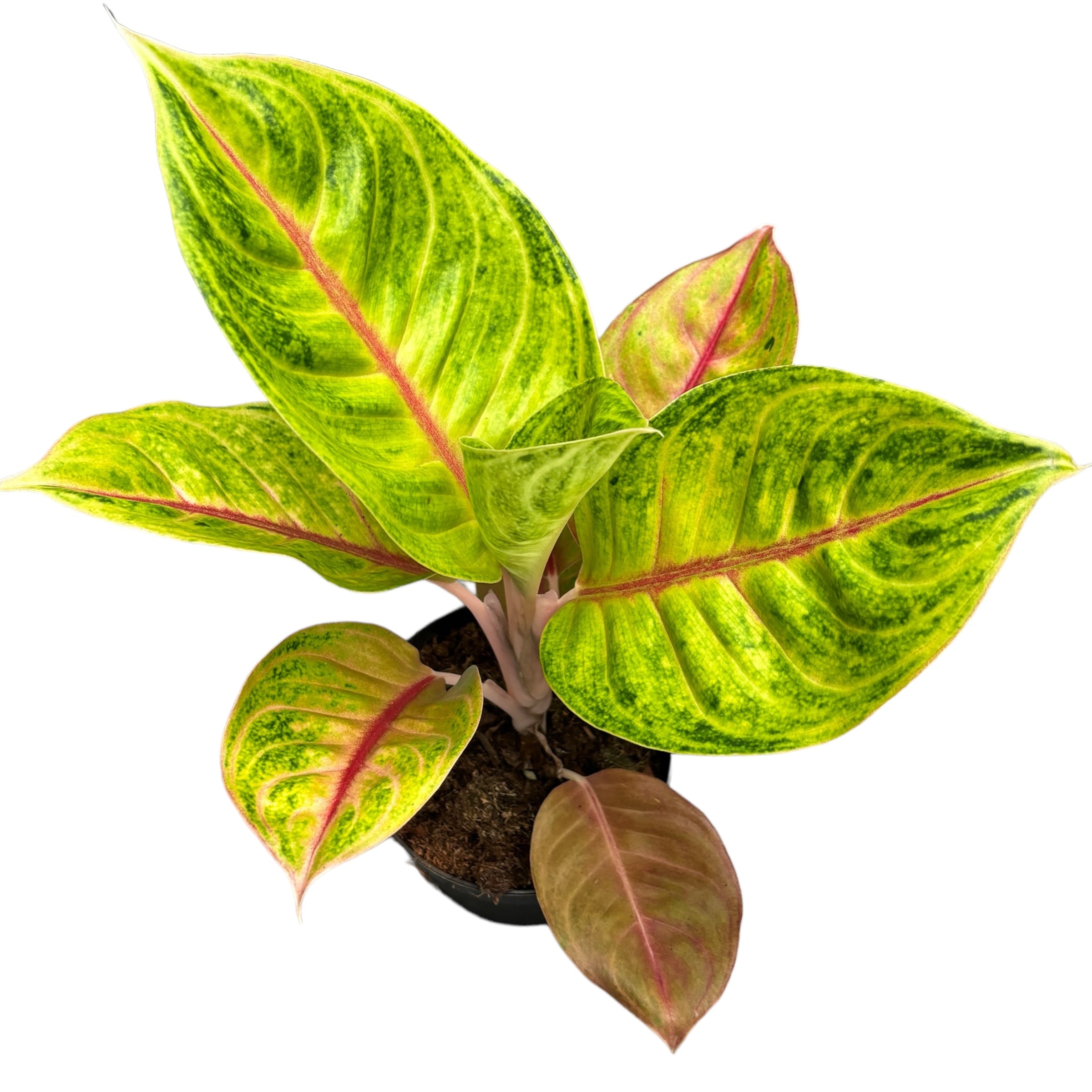Aglaonema 'Iguana Red'