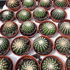 Notocactus uebelmannianus f. inermis