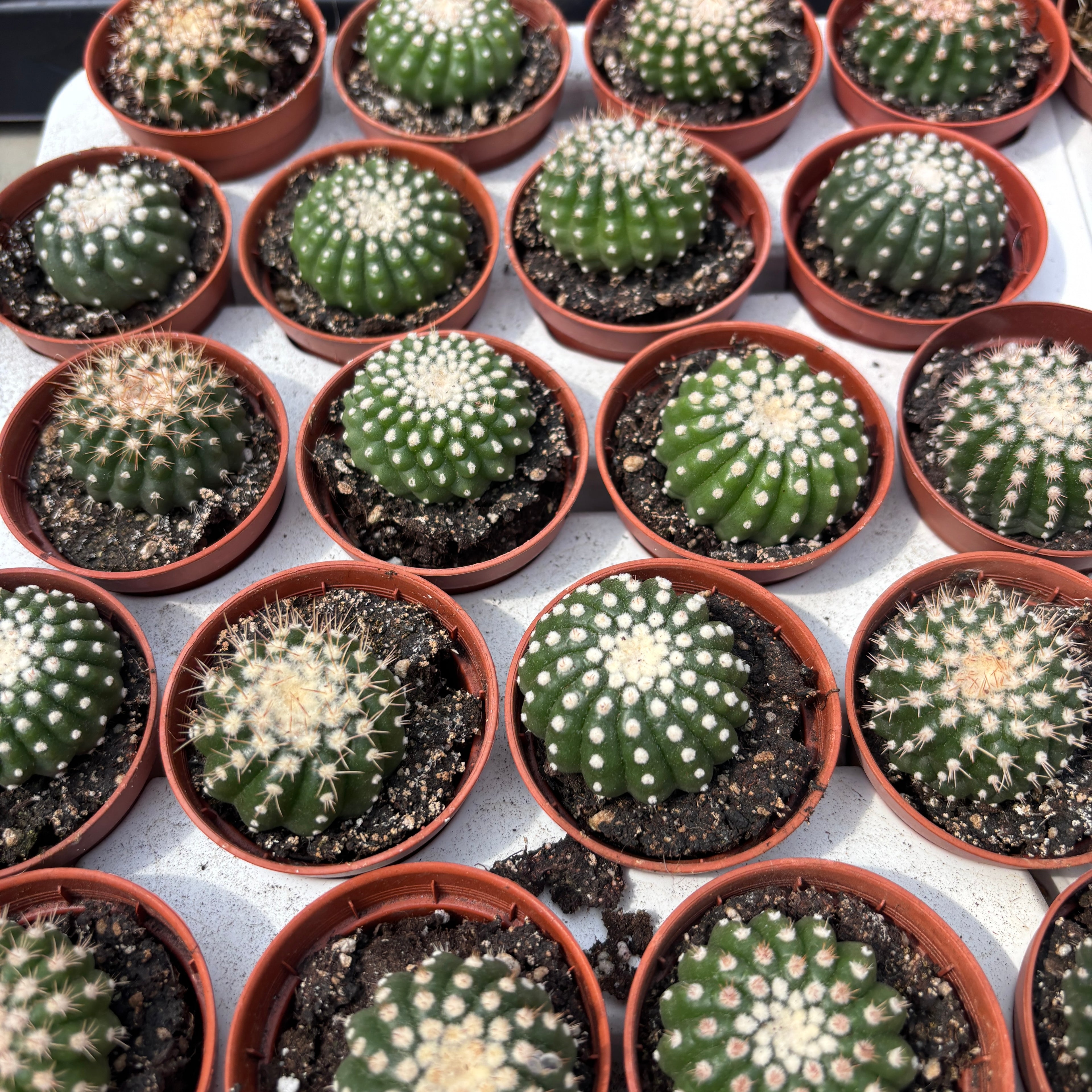 Notocactus uebelmannianus f. inermis
