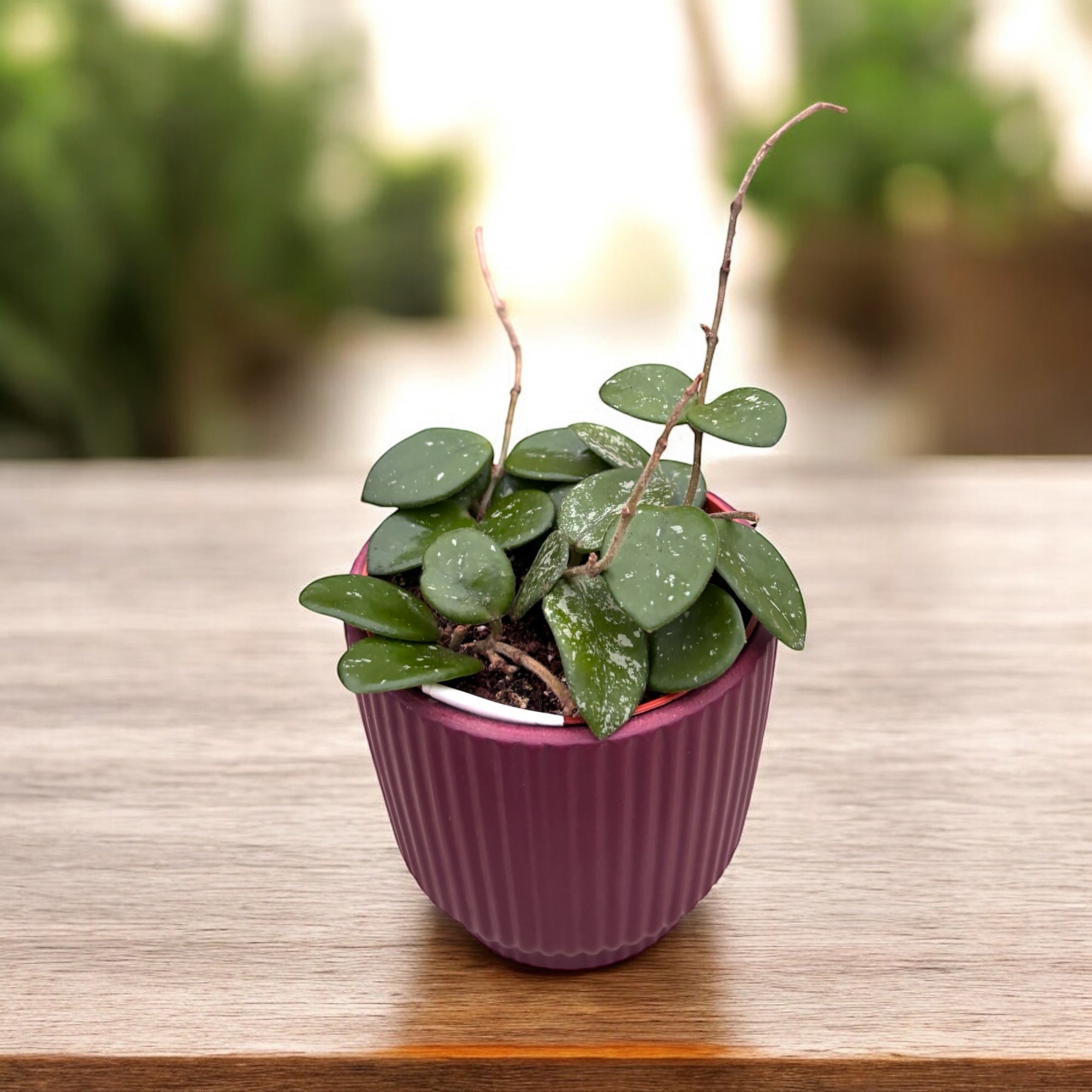 Hoya Mathilde D9 - parfumata