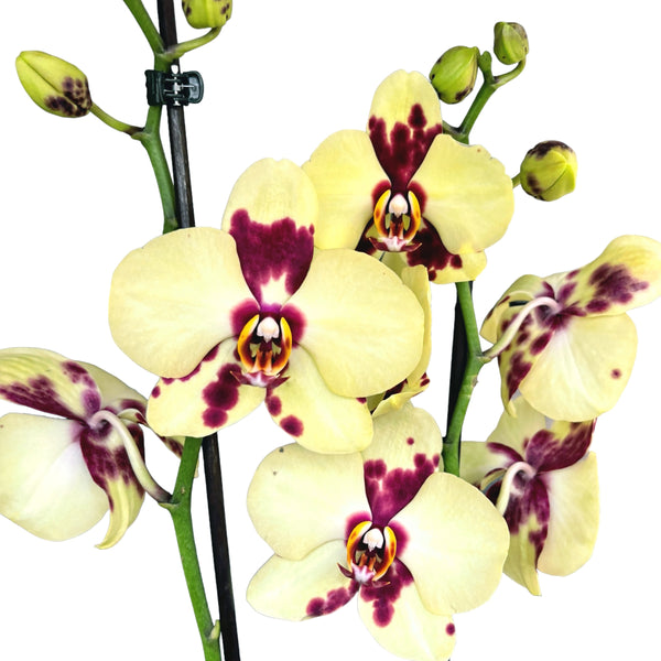 Phalaenopsis Romee