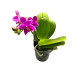 Фаленопсис Мики Флора (Аромио Черри Блосъм) интензивно ароматизирани восъчни цветя