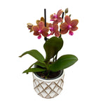 Vas decorativ din ceramica Passion Collection D9