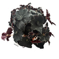 Begonia blad Magic Colours 'Dark Mambo'