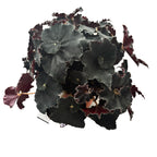Begonia blad Magic Colours 'Dark Mambo'