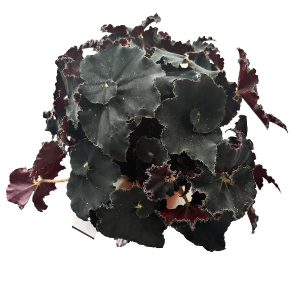 Begonia blad Magic Colours 'Dark Mambo'