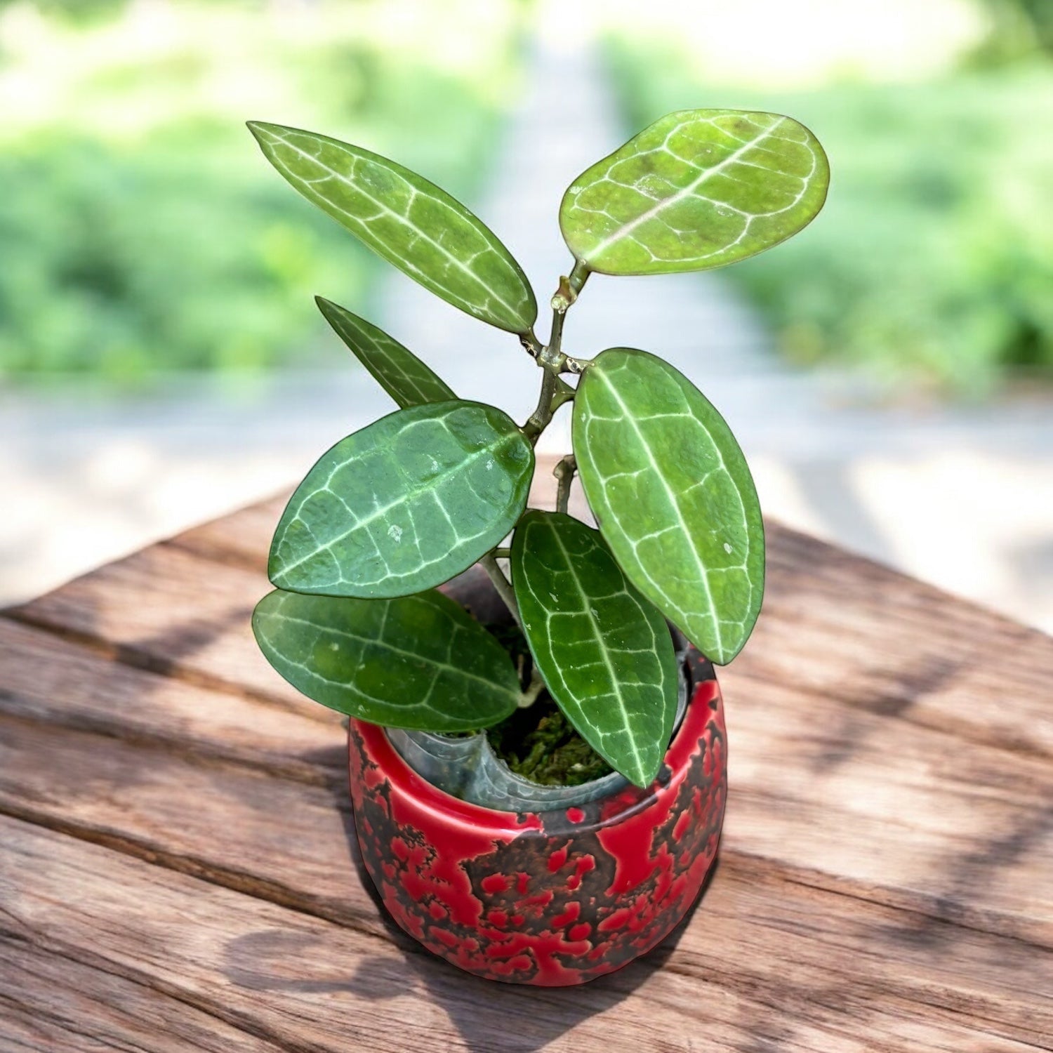 Hoya elliptica (Turtle Shell Hoya)