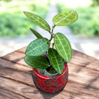 Hoya elliptica (Schildkrötenpanzer-Hoya)