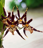 Oncidium (Cyrtocidium) Holm’s Wizard - #05 (flori intens parfumate) - exemplare dezvoltate