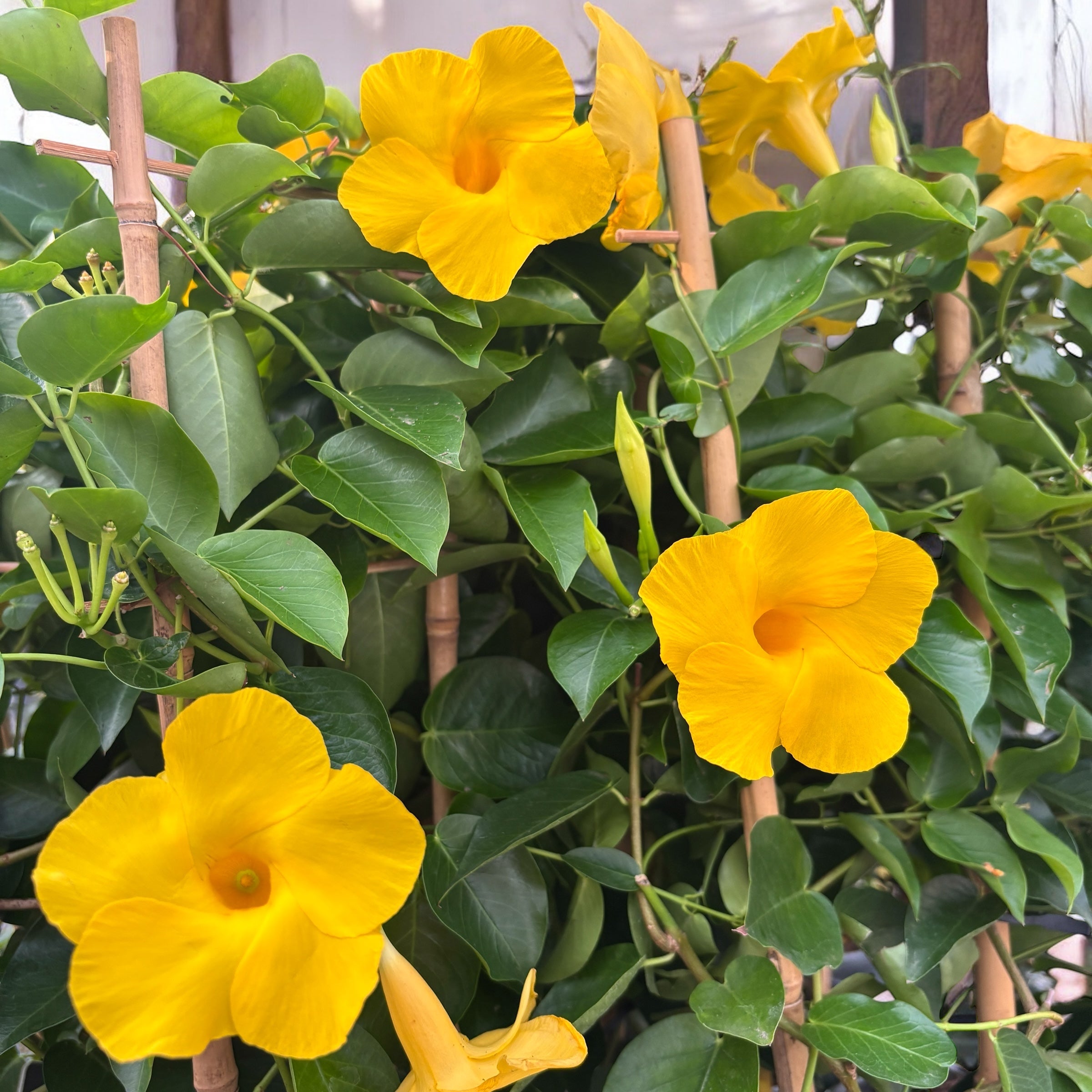 Mandevilla Diamantina Opale Citrine ('Lancalifornia')- flori parfumate