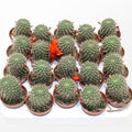 Rebutia vulpina