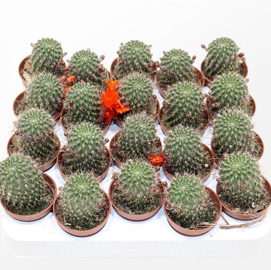 Rebutia vulpina