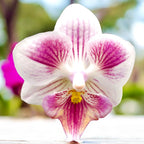 Phalaenopsis Special grote lip