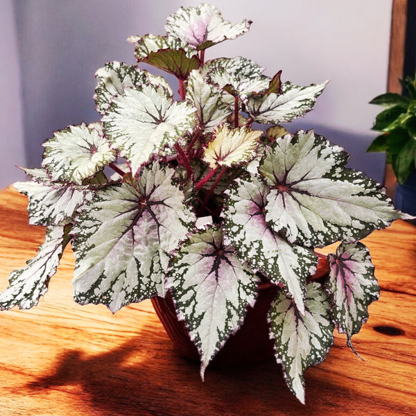 Begonia ‘Asian Tundra’