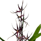 Wilhelmara Pinot Princess