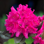 Ροδόδενδρο 'Nova Zembla' (κήπου)