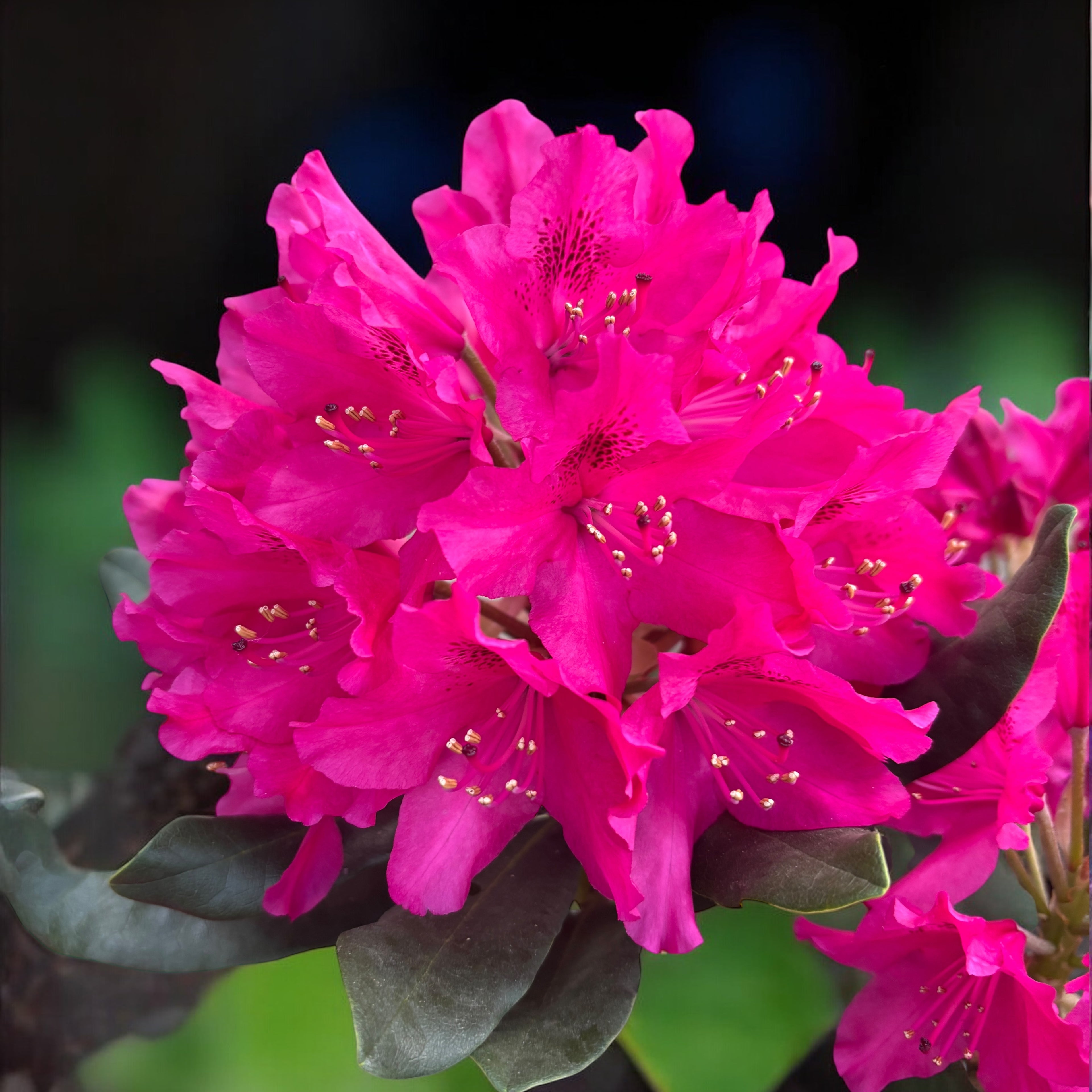 Rhododendron 'Nova Zembla' (zahradní)