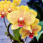 Phalaenopsis Pulsation