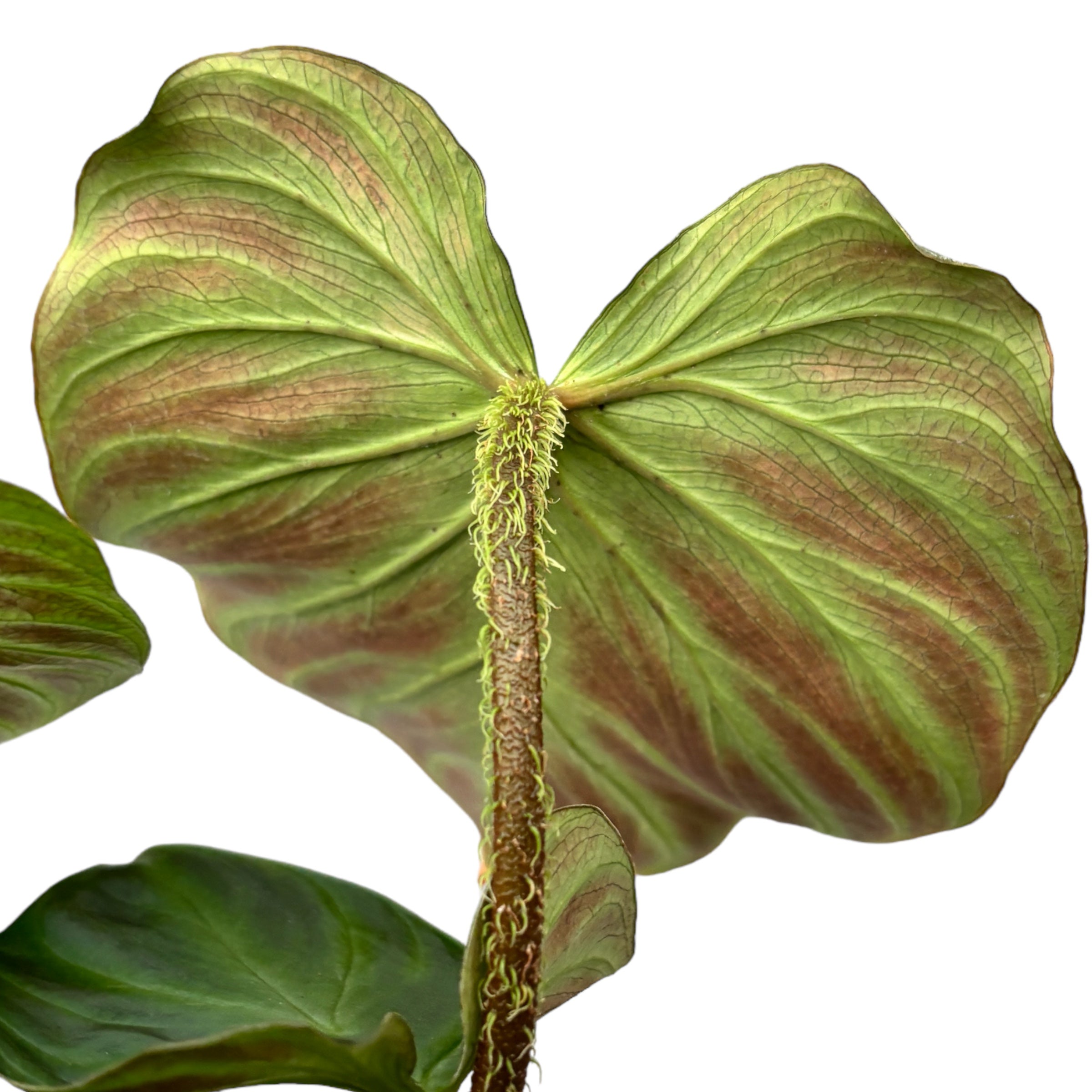 Philodendron verrucosum 'Incensi'