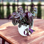 Tradescantia zebrina ‘Purple Passion’