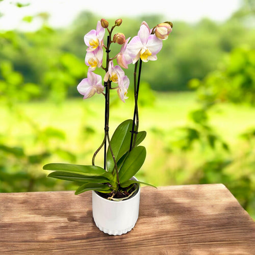Phalaenopsis Rapunzel