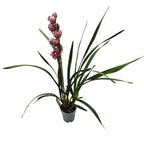 Cymbidium Jolly Red