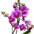Phalaenopsis Oslnivá Diva