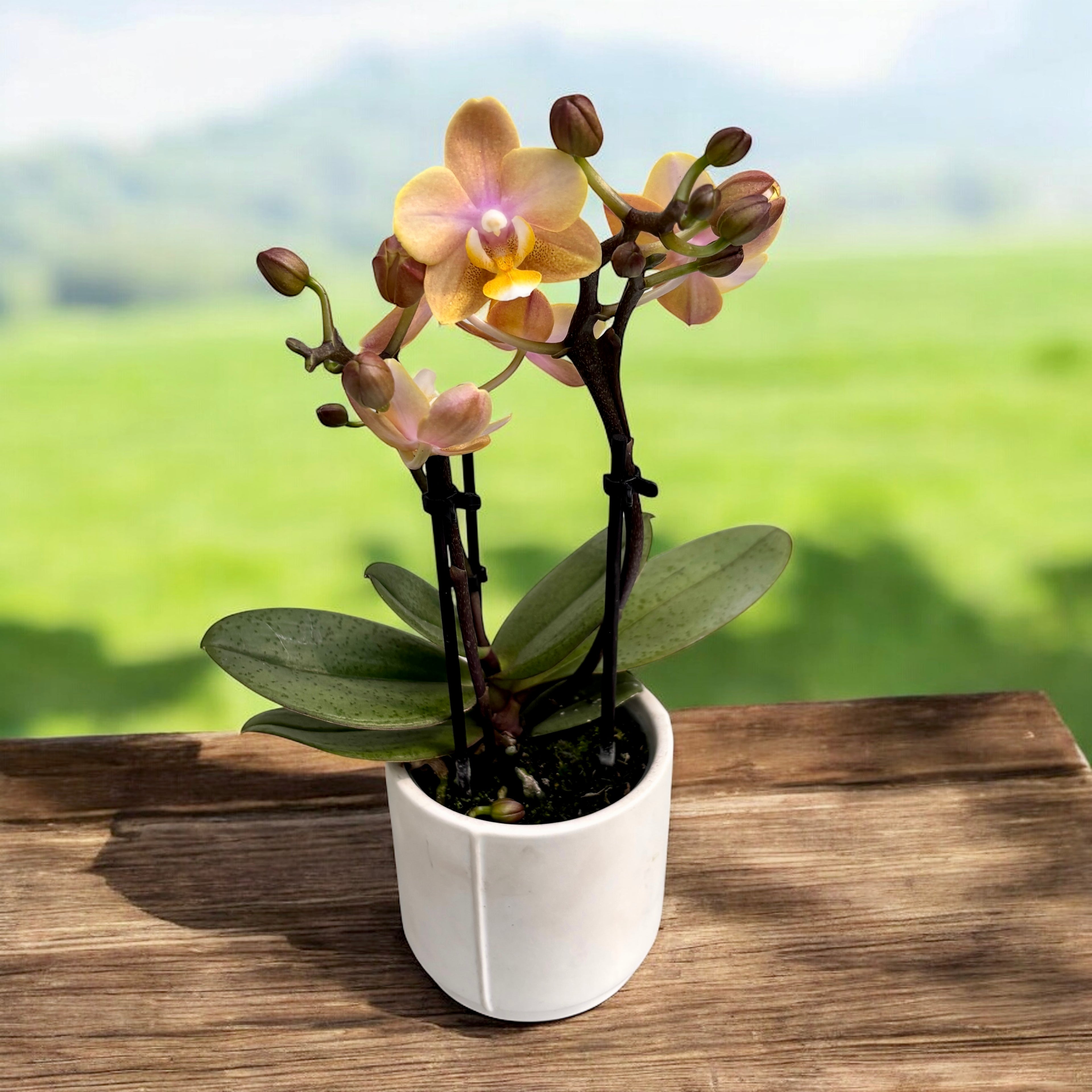 Phalaenopsis Scention (Aromio Fresh) - fiori intensamente profumati