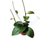 Hoya latifolia ‘Snow Queen’ (Splash)