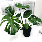 Monstera deliciosa (planta de queso suizo) 3 plantas/maceta - Ejemplares XL