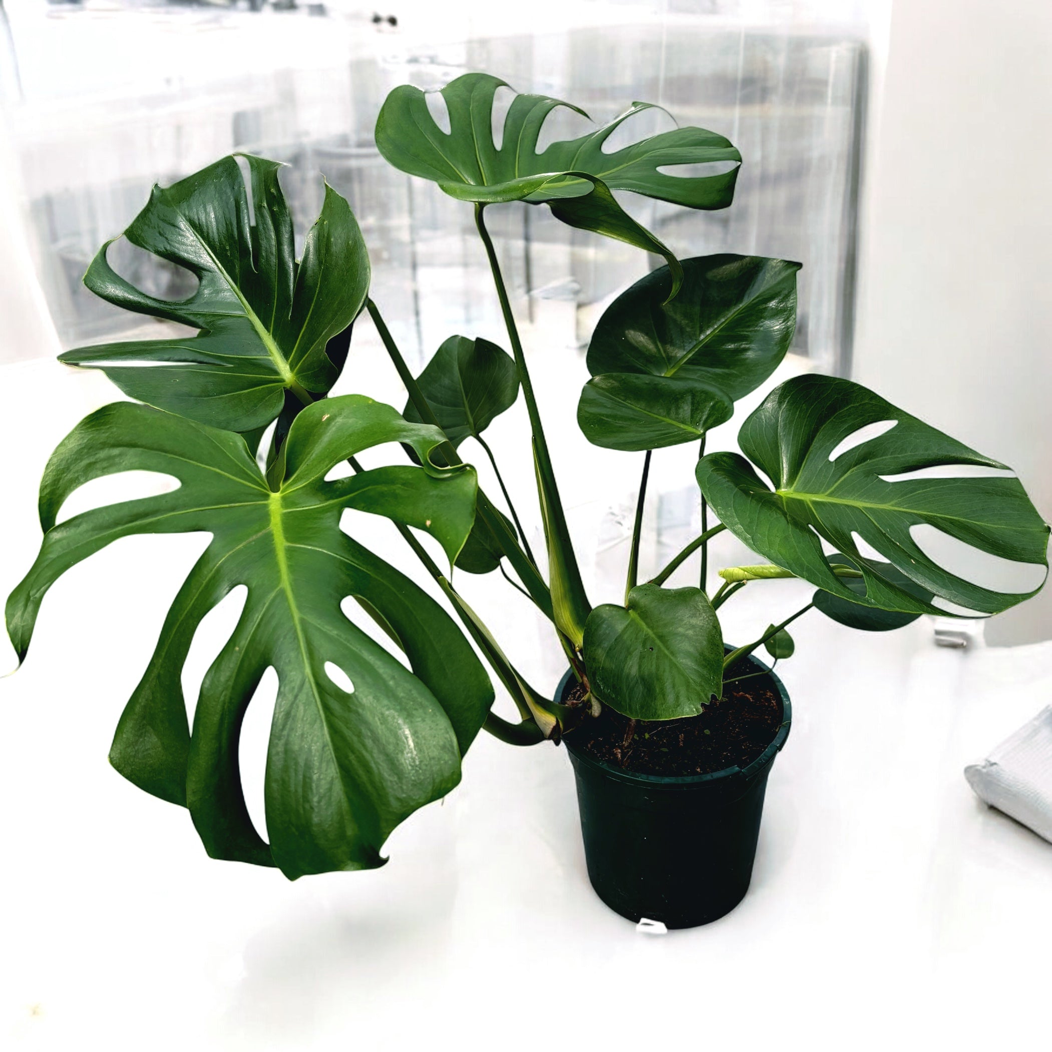 Monstera deliciosa (Swiss cheese plant) 3 plante/ghiveci - Exemplare XL