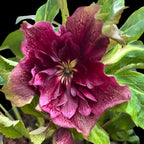 Helleborus orientalis ‘Double Ellen Red’ (Spanz cu flori duble)