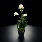 Epidendrum radicans „White Ember“ XL