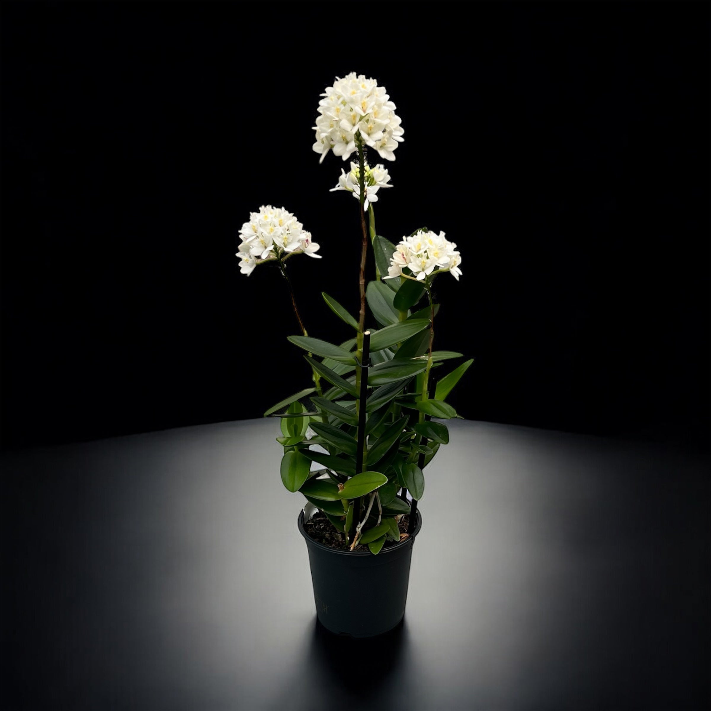 Epidendrum radicans ‘White Ember’ XL
