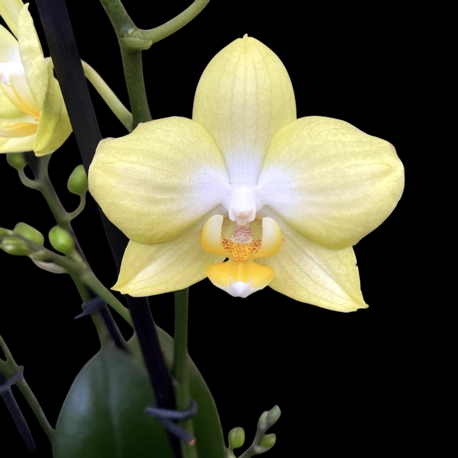 Phalaenopsis Sunny Shore