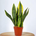 Sansevieria Trifasciata Futura Superba (Bogenhanf) 2pp