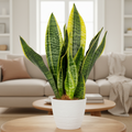 Sansevieria Trifasciata Futura Superba (língua de sogra)