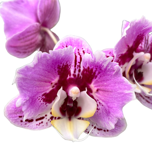 Phalaenopsis Miki Opera (pelorisch)