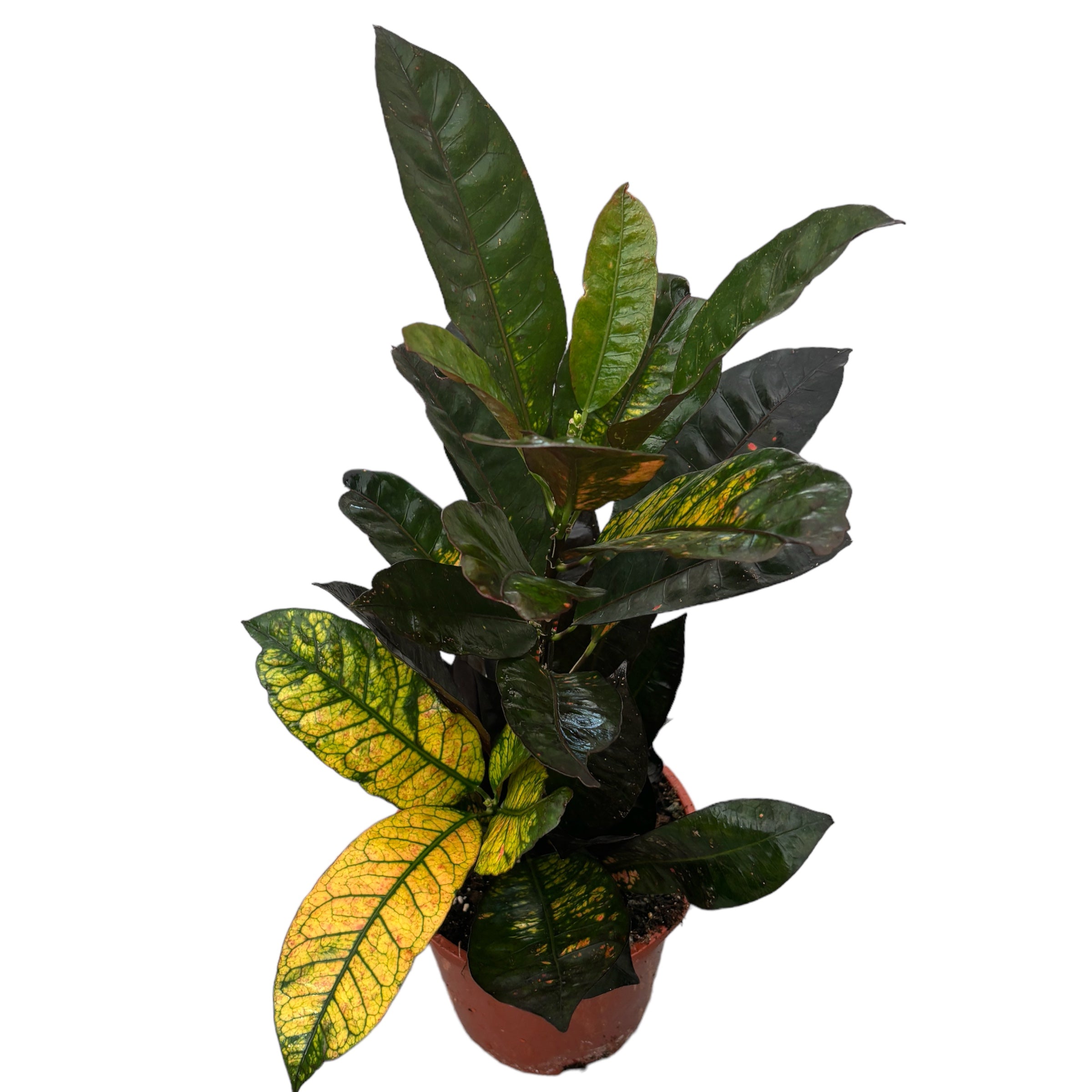 Croton Codiaeum variegatum 'Mrs Iceton' 2pp