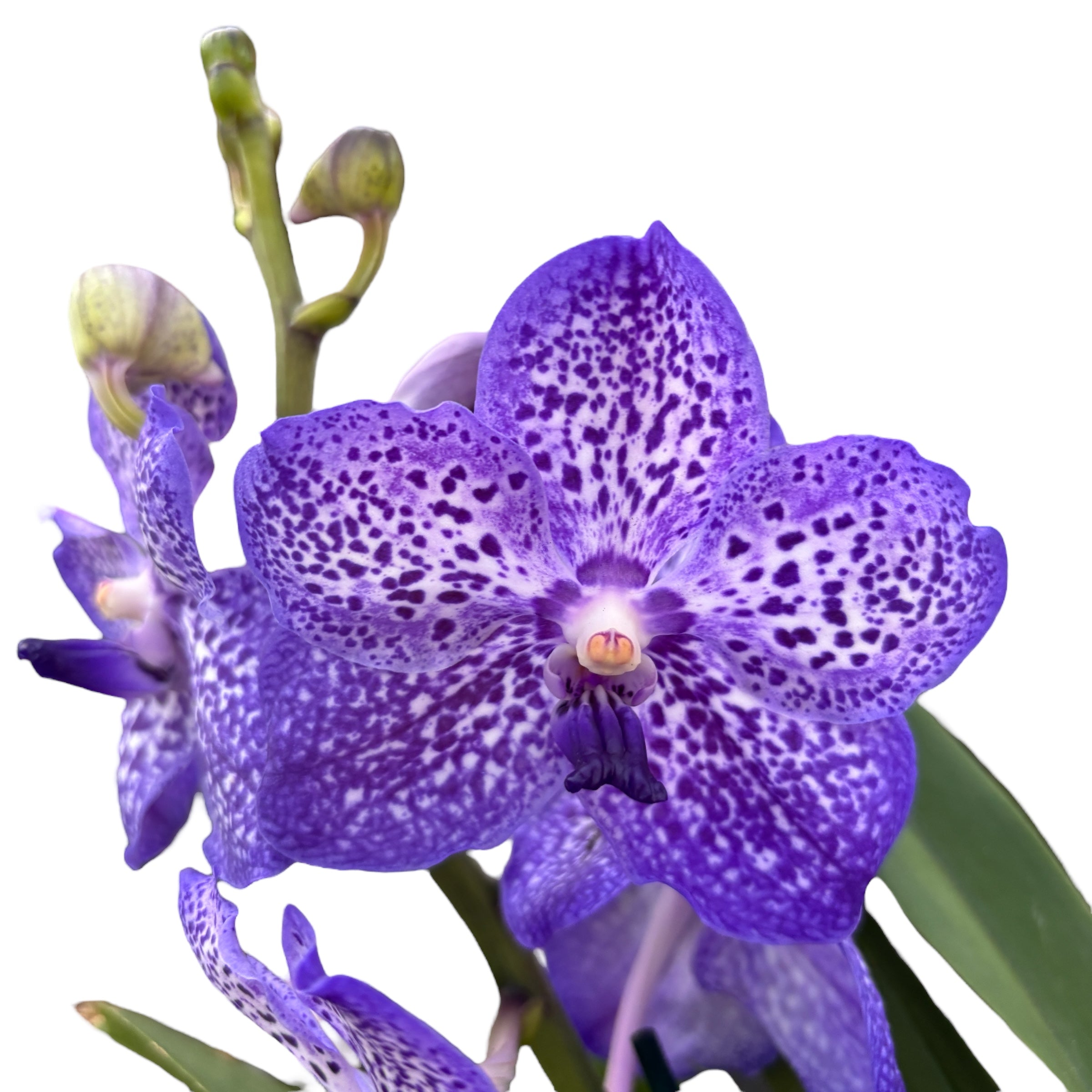 Vanda Violet Blue Spot (Ansu)