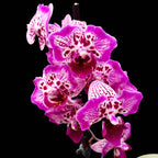 Phalaenopsis Formosa Cranberry 'Wilson' - pelorique (feuilles argentées)