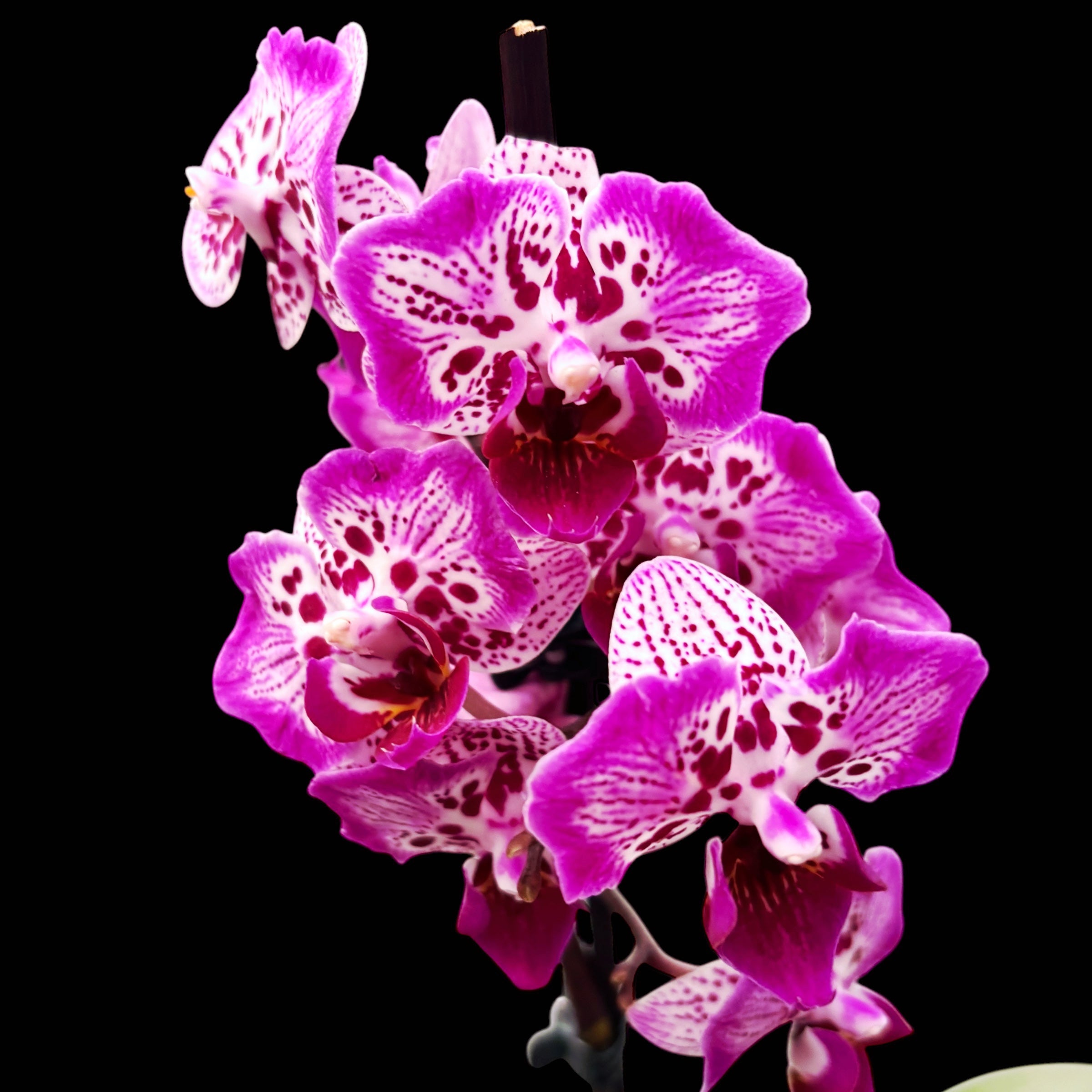 Phalaenopsis Formosa Cranberry 'Wilson' - peloric (silver leaves)