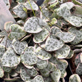 Ceropegia woodii 'Marlies' VARIEGATA (String of hearts)