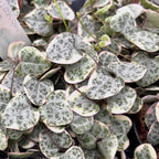Ceropegia woodii 'Marlies' VARIEGATA (String of hearts)