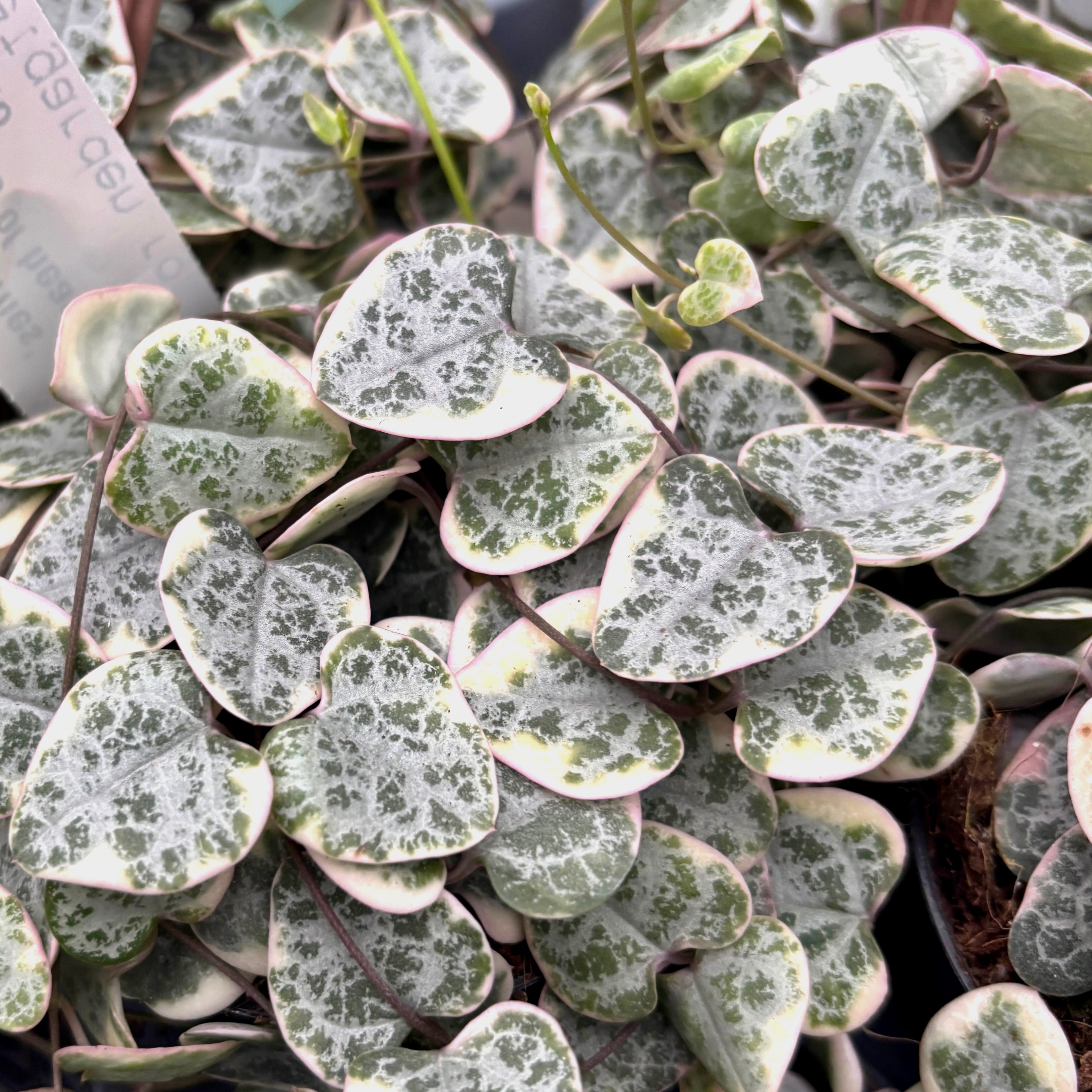 Ceropegia woodii 'Marlies' VARIEGATA (String of hearts)